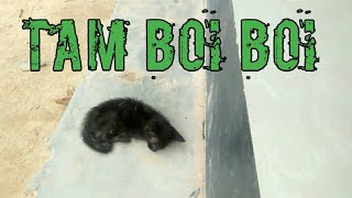 Tam Boi Boi  Si Kucing Hitam  Cats [upl. by Phonsa]