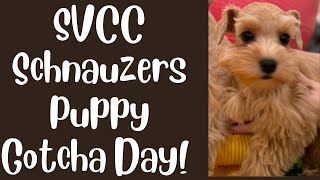 SVCC Toy Schnauzers Gotcha Day for Hanna amp Hailey  Puppy Training [upl. by Assil]