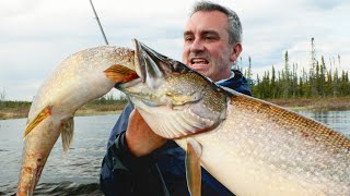 CE POISSON CANNIBALE DÉVORE MA PRISE  Cyril Chauquet [upl. by Eireva858]