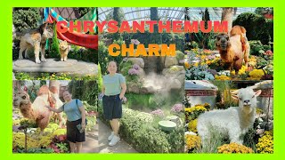 Part 2 Chrysanthemums Charm at Flowerdome [upl. by Jacobah]