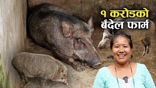 १ करोडको बँदेल फार्म घुमाउदै सुनिता गुरुङ  Wild boar husbandry in Nepal [upl. by Nnylassej273]