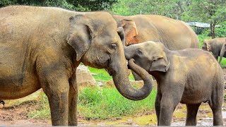 Cute baby elephant in love with mom and relatives [upl. by Nodyl]