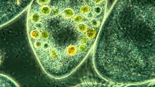 Paramecium Internal Detail 800X Amazing Microscopic HD Video [upl. by Dammahum579]