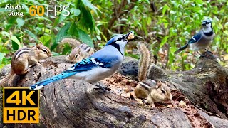 Cat TV for Cats to Watch 😺 Birds vs Chipmunks A Day in the Wild 🐿 8 Hours 4K HDR 60FPS [upl. by Clements940]