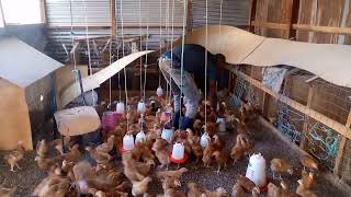 RAISING 300 SASSO BREED OF CHICKEN IN MY FARMpoultry farming in Kenya [upl. by Yrohcaz]