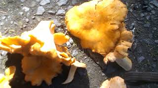 First Chanterelles of the Season [upl. by Pelagi]