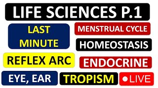 LIFE SCIENCES P1 GRADE 12 2024 ENDOCRINE MENSTRUAL CYCLE EYE EAR ENDOCRINE THUNDEREDUC [upl. by Giliana]