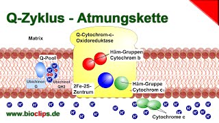 Atmungskette  QCytochromcOxidoreduktase Komplex III  QZyklus [upl. by Adierf287]