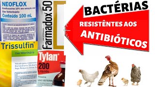 quotANTIBIÓTICOSquot na criação de GALINHA  Resistência bacteriana [upl. by Amisoc]