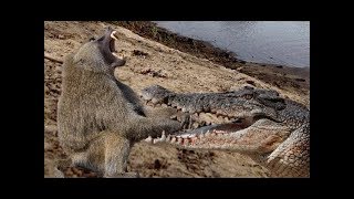 National Geographic Documentary  Crocodile vs Baboon  Wildlife Animal [upl. by Wilkey]