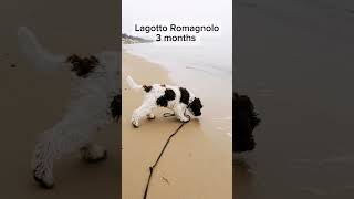 puppy lagottoromagnolopuppies lagottoromagnolo lagotto [upl. by Drannek]