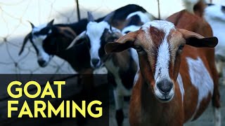 Goat Farming  FULL Version  Agribusiness How It Works [upl. by Larimore968]