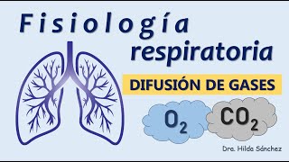 ¿Cómo se realiza la DIFUSIÓN de GASES en el sistema respiratorio Fisiología Pulmonar [upl. by Airotahs361]