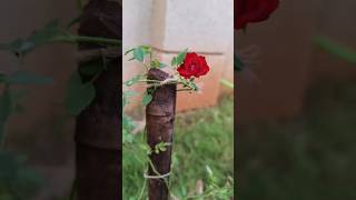 Rare Climbing Rose garden plants nature landscape flowers rose climbingroseplant shorts yt [upl. by Eniluqcaj]