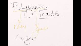 Polygenic Traits [upl. by Vania873]