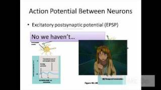 synaptic cleft myelin sheath schwann cell nodes of ranvier excitatory postsynaptic potential epsp [upl. by Alvord969]