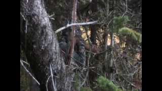 Moose Calling using a Birch Bark Moose Call [upl. by Clarinda764]