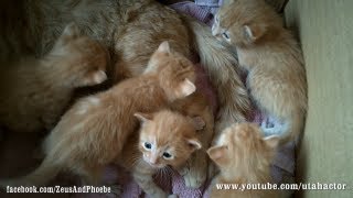 Cute Ginger Kittens Playing with their Momma [upl. by Maurice886]