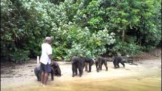 Chimpanzee Island Liberia  Part 12 [upl. by Thorner]