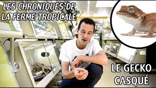 Les chroniques de La Ferme Tropicale  Ép 4  Le gecko casqué Tarentola chazaliae [upl. by Lednor599]