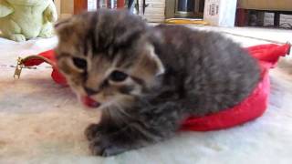 25 Week Baby Kitten Hissing at me Too Funny [upl. by Liagiba296]