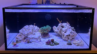 Reef Tank Build Series EP8  Corals Snails and Shrimp [upl. by Kcin]