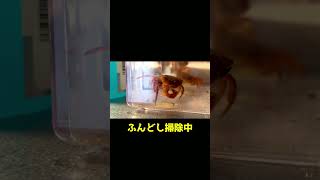 【サワガニ 飼育②】食用のサワガニ飼ってみた ＃サワガニ ペット アクアリウム crab [upl. by Strephonn]