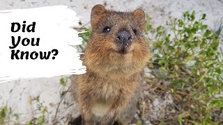 Quokkas facts  The Happiest Animals on the Internet  facts about the quokka for kids [upl. by Ymmas369]