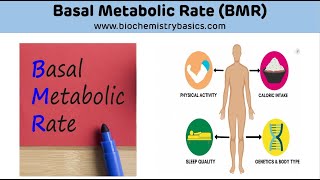 Basal Metabolic Rate BMR  Basal Metabolic Rate Biochemistry [upl. by Ozner]