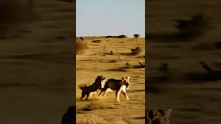 The wild life of lions the nature of the planet [upl. by Mapel]