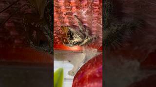 the spider and mantis fed with pincers phidippusregius orchidmantis ghostmantis rockninsectes [upl. by Camden]