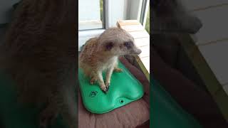 🐾 Kapis Unexpected Flip How the Meerkat Rolled Off the Heat Pad 🤭 pets funny meerkat shorts [upl. by Eus]