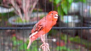 Pancingan Burung Kenari Ngeroll Mewah Bikin Emosi Kenari Lain Auto Terpancing Jadi Gacor [upl. by Currey]