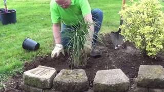 How to Plant an Ornamental Grass [upl. by Placeeda]