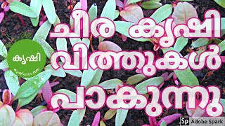 ചീര കൃഷി ഭാഗം 1  വിത്ത് പാകുന്ന വിധം  amaranth growing video part 1 sowing seeds [upl. by Cenac]