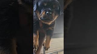 4 week old monster Rottweiler pup [upl. by Loydie]