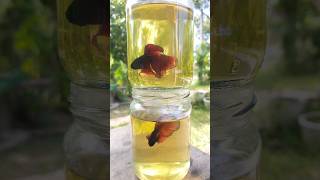 Normal Betta Fish bettafish shorts [upl. by Jocelin]