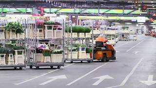 Werken bij Royal FloraHolland via Actief Werkt [upl. by Ahterod]