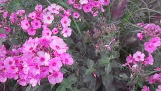 How to extend the bloom season for your Volcano phlox [upl. by Bevvy]