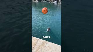 Dolphins Play Better Ball Than You thejballz [upl. by Nail702]