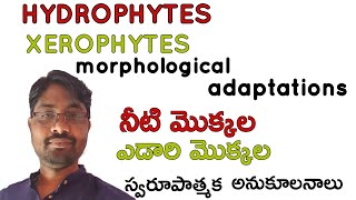 Hydrophytes and Xerophytes morphological adaptations Bhaskars biology [upl. by Cohlier]