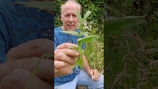 Valerian valeriana officinalis herbs nativeplants foraging adventure explore nature [upl. by Elijah]