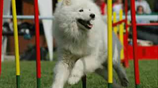 Canine Agility  Rules of Dog Agility [upl. by Atinat]