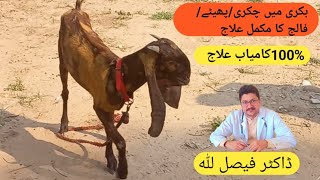 ListeriosisCircling Diseaseپھیٹے کا مکمل علاج drfaisallillavetanimals goatgoatfarminggoats [upl. by Ecitnirp]