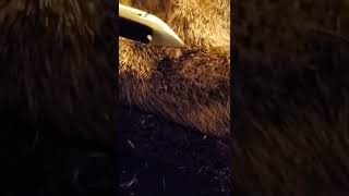 impacted hair on my dogs elbow [upl. by Muhcon190]