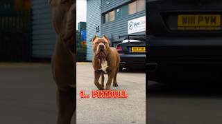 Pitbull dog 🐕❤️ lovers whatsapp status video Top 3 Most dangerous and agressive dog [upl. by Chin]