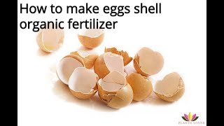 how to make eggs shell fertilizer easily at homeorganic fertilizer eggshell fertilizer compost [upl. by Isabea]