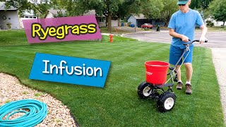 Giving My Lawn a Perennial Ryegrass Infusion [upl. by Bouchard]