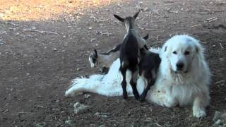 Great Pyrenees Guardian Dog with Alpine Goats [upl. by Kallista]