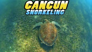 SNORKELING Cancun Mexico 4k [upl. by Nalyr505]